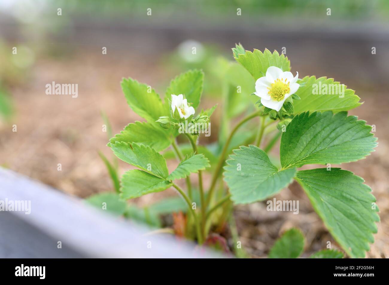 Strawberry garden bed hi-res stock photography and images - Alamy