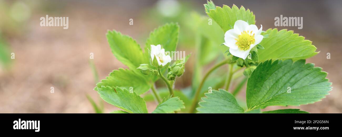 a blooming strawberry bush in a garden bed in spring. banner Stock ...