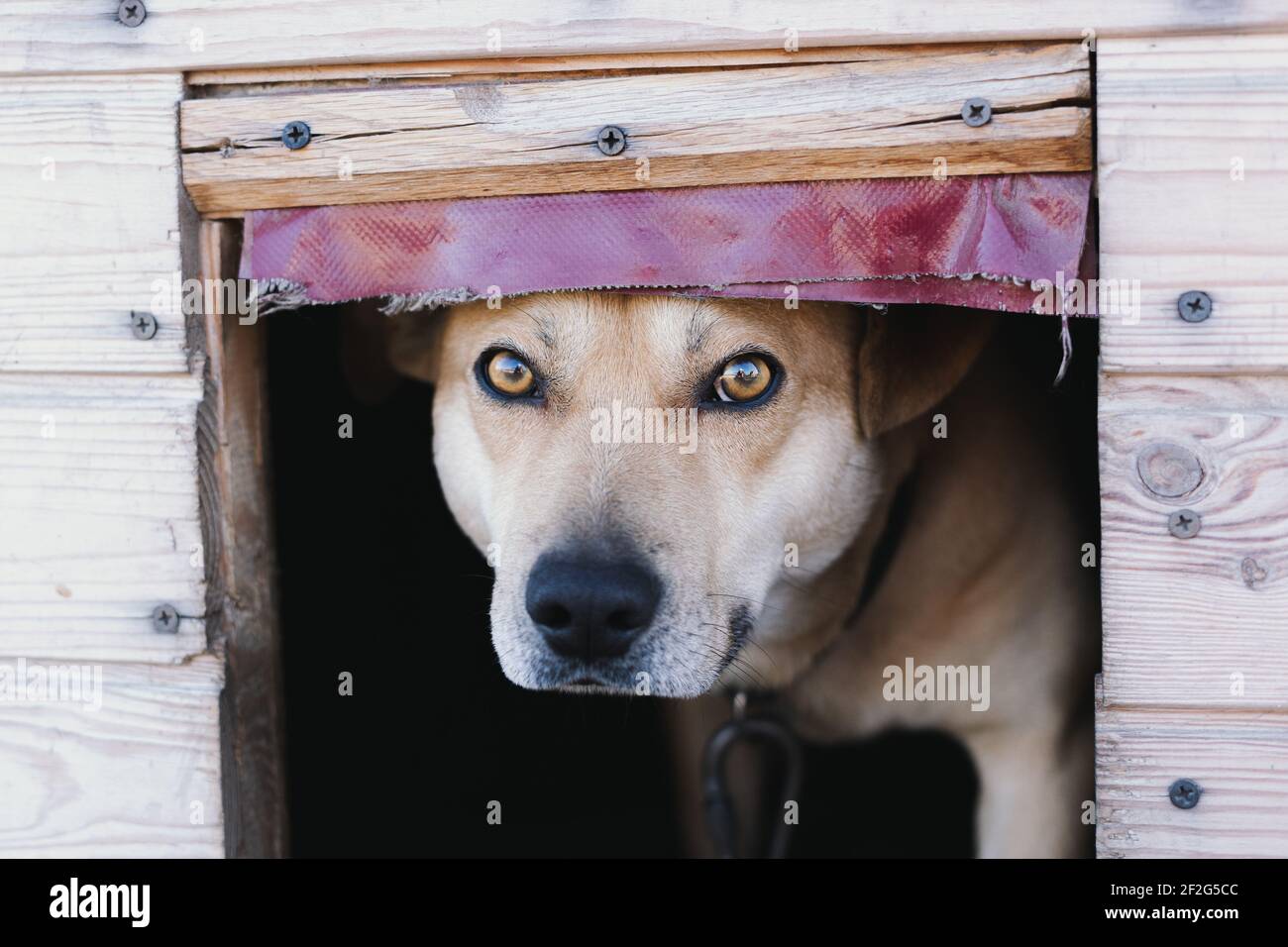 A coffee-colored dog peeks out from under the curtain in the booth ...