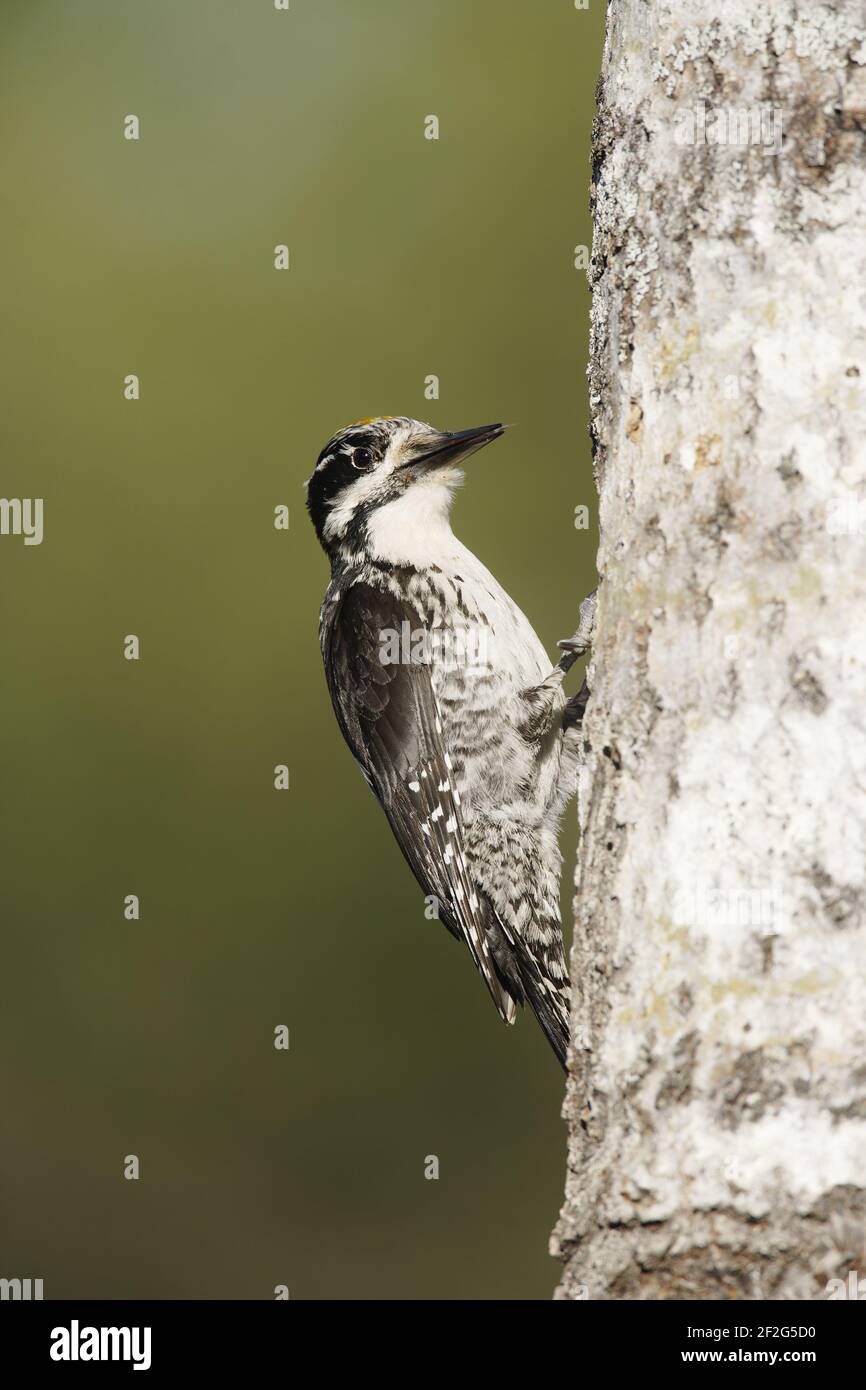 Three-Toed Woodpecker - MalePicoides tridactylus  Oulu Region, Finland BI014644 Stock Photo