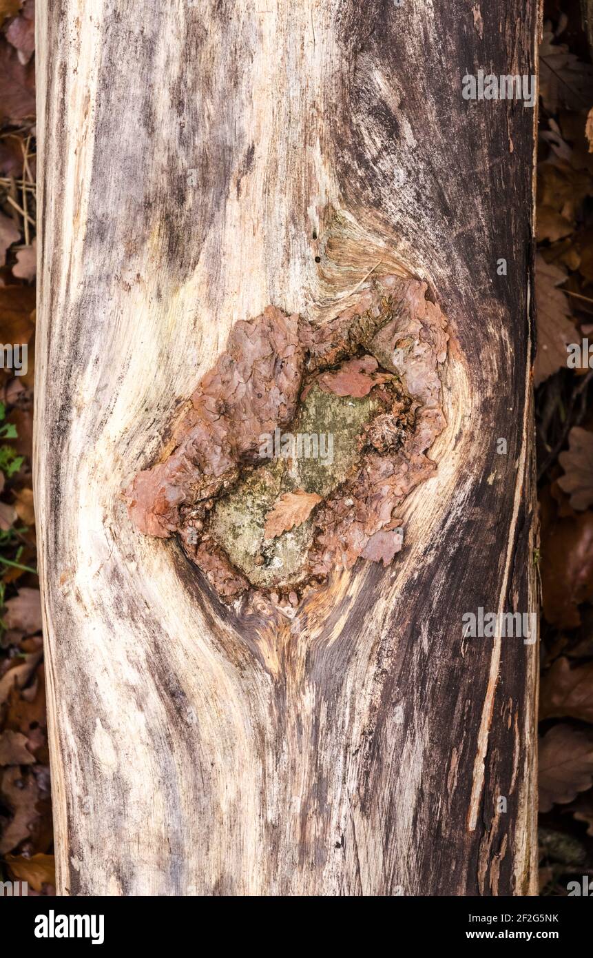 Abstract close-up of rough surface and structure of tree bark, old vintage pattern, grunge wooden background, Germany, Europe Stock Photo