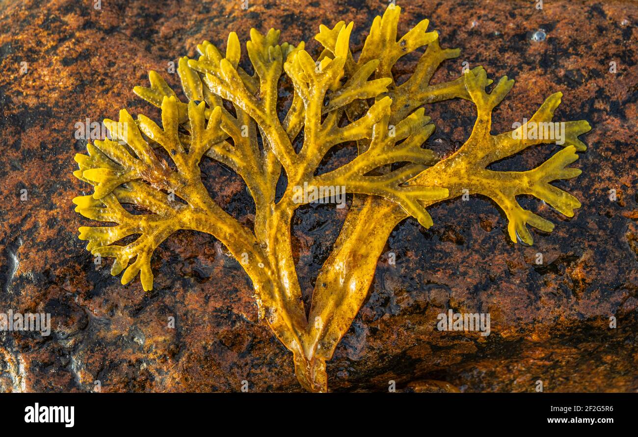 Still life in nature, brown algae Stock Photo