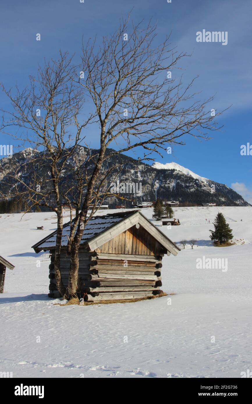 Winter walk near Mittenwald, snack hut in the humpback meadows, rowanberry tree, Europe, Germany, Bavaria, Upper Bavaria, Werdenfels, winter Stock Photo