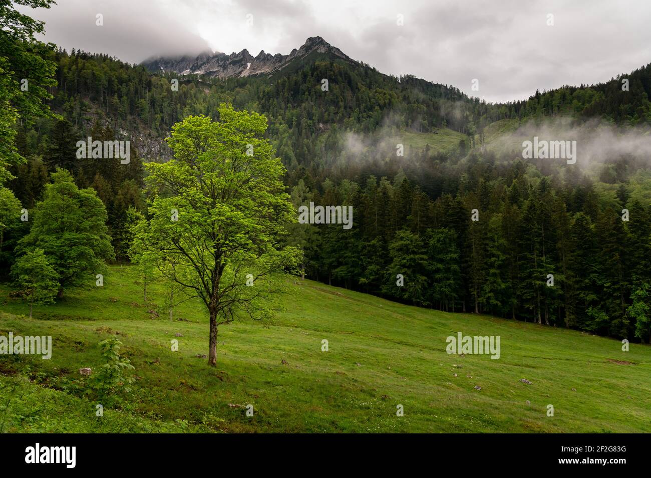 Low clouds over forest and pasture in summer, alps near Windischgarsten (Austria), summer Stock Photo