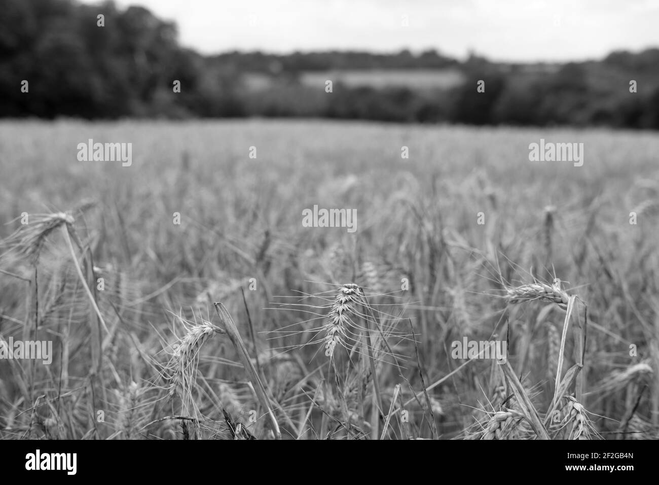 English Corn Field Stock Photo