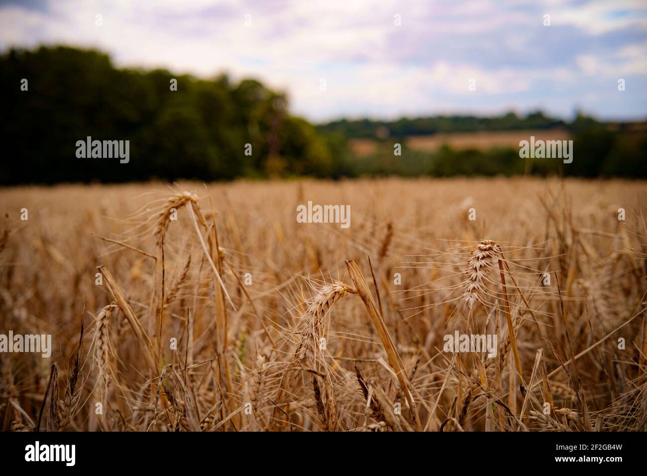 English Corn Field Stock Photo