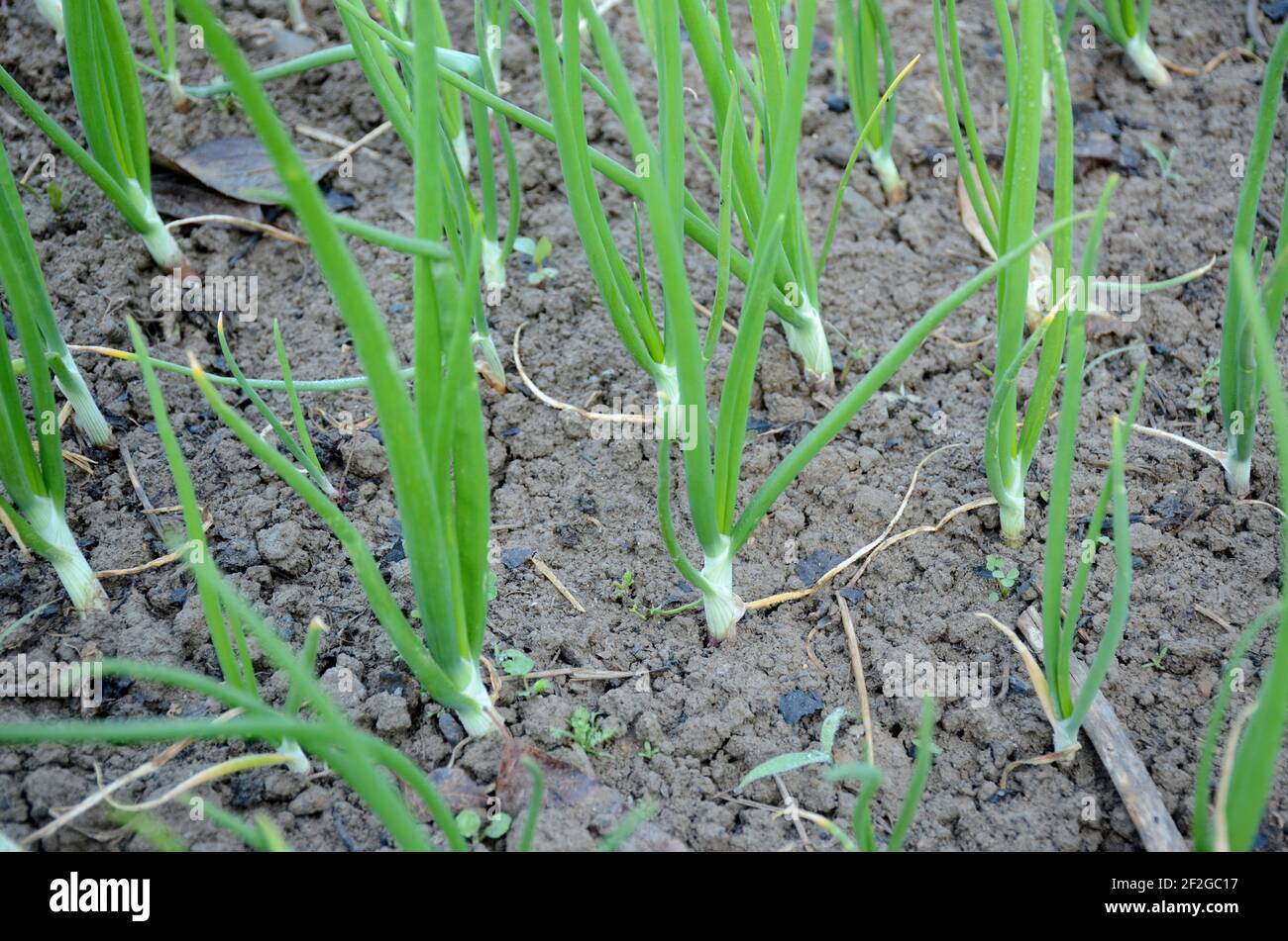 Growing green onions watering close hi-res stock photography and images ...
