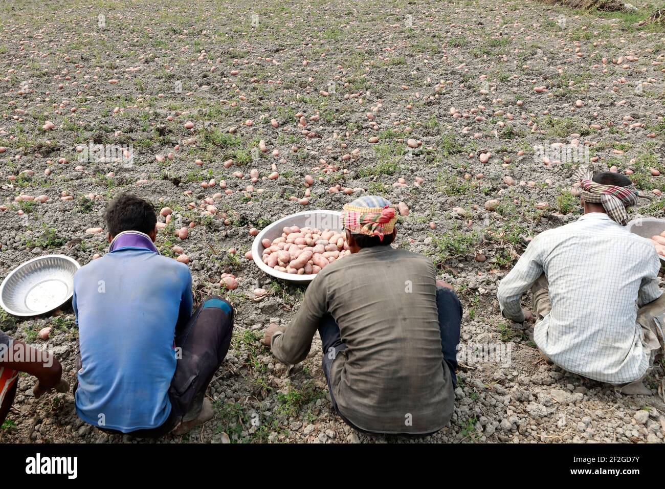 Munshiganj, Bangladesh - March 12, 2021: A group of farmer harvesting potatoes from the fields in Munshiganj. The highest potato production in Banglad Stock Photo