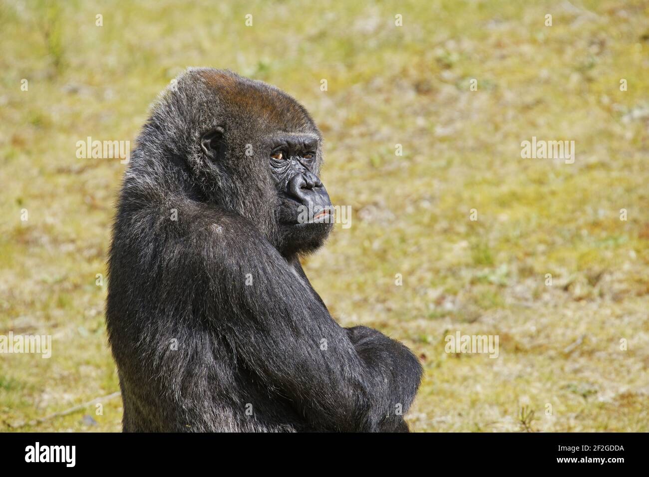 Western Lowland GorillaGorilla gorilla gorilla Apenheul Netherlands MA001552 Stock Photo