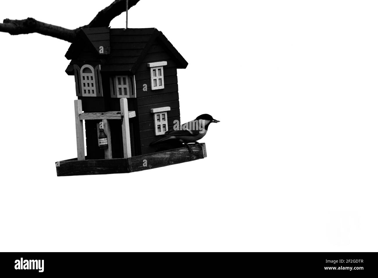Black and white photography of bird and birdhouse hanging on a tree branch - white background Stock Photo