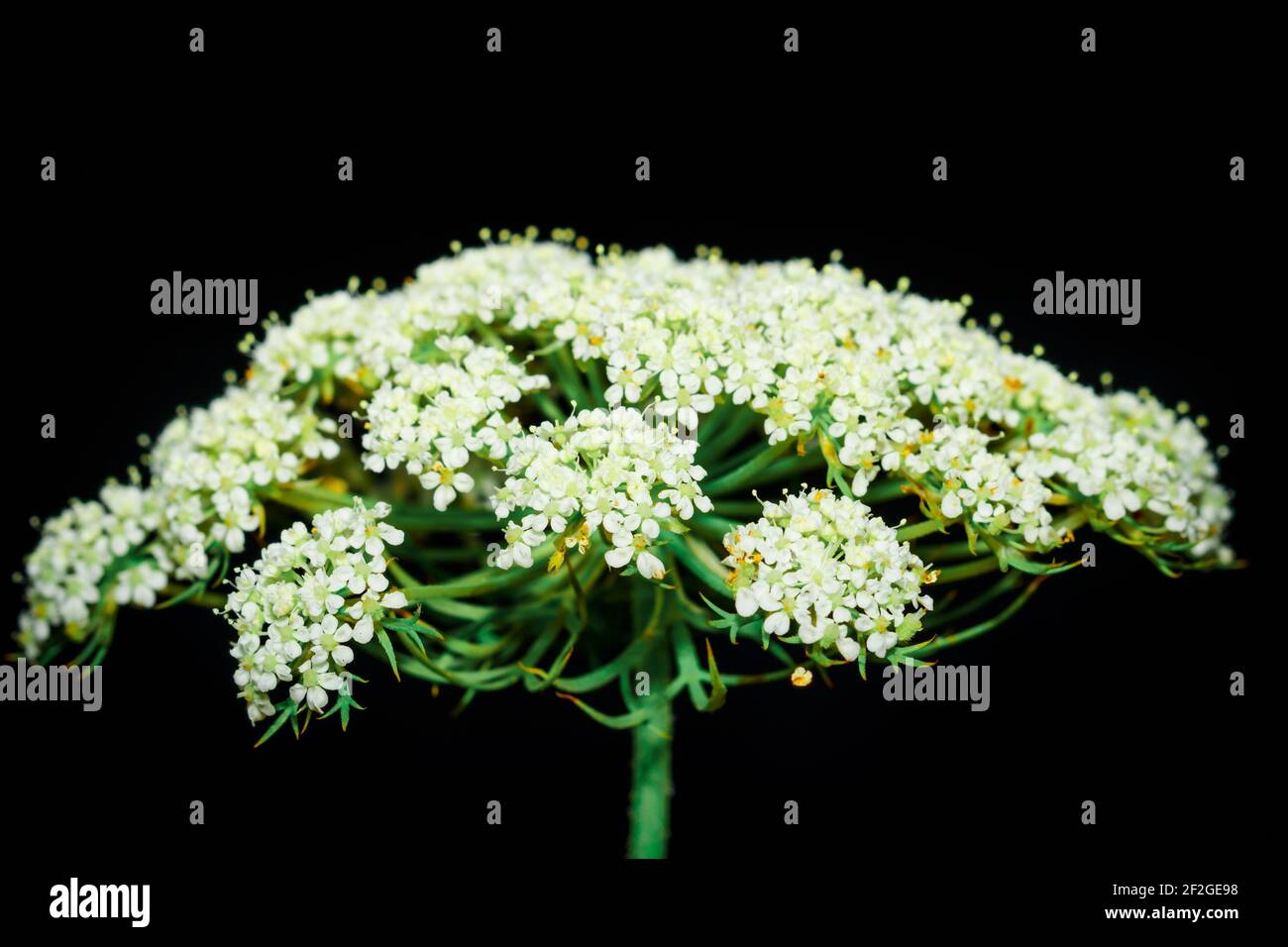 Carrot (Daucus carota subsp. sativus) flower growing, Uganda, Africa