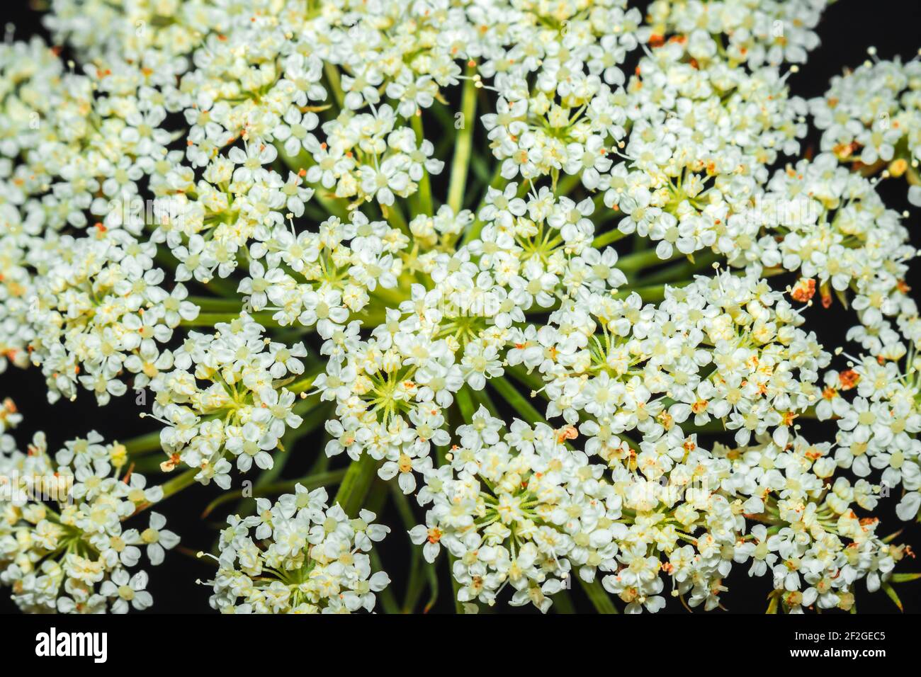 Carrot (Daucus carota subsp. sativus) flower growing, Uganda, Africa