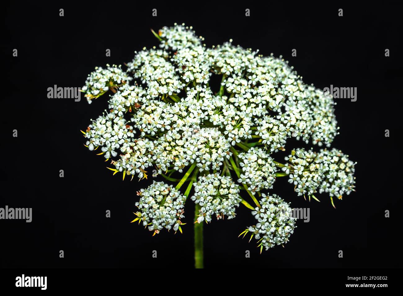 Carrot (Daucus carota subsp. sativus) flower growing, Uganda, Africa