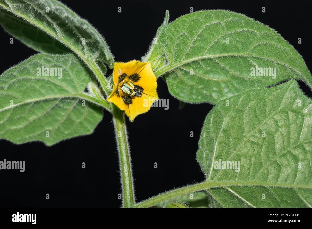 Purple Eggplant (Solanum melongena) flower growing, Uganda, Africa