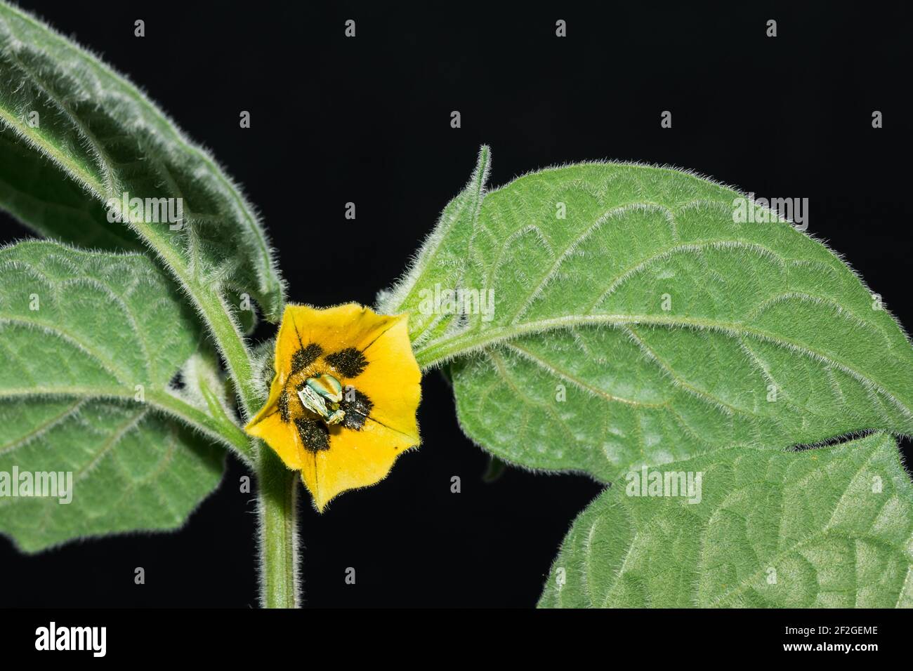 Purple Eggplant (Solanum melongena) flower growing, Uganda, Africa