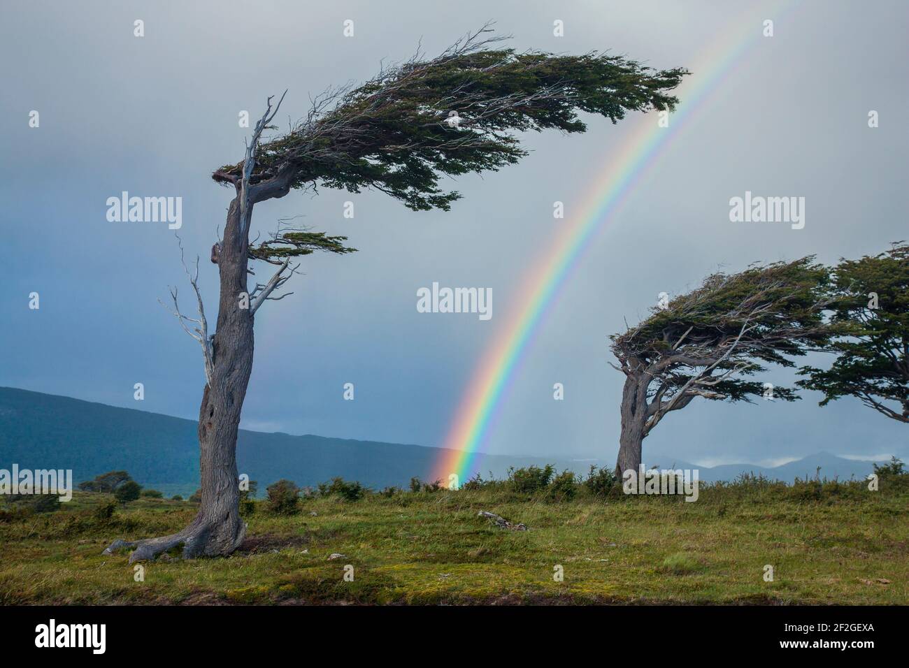 geography / travel, Argentina, Tierra del Fuego, Flag tree (arbol bandera in Spanish) proof of the ext, Additional-Rights-Clearance-Info-Not-Available Stock Photo
