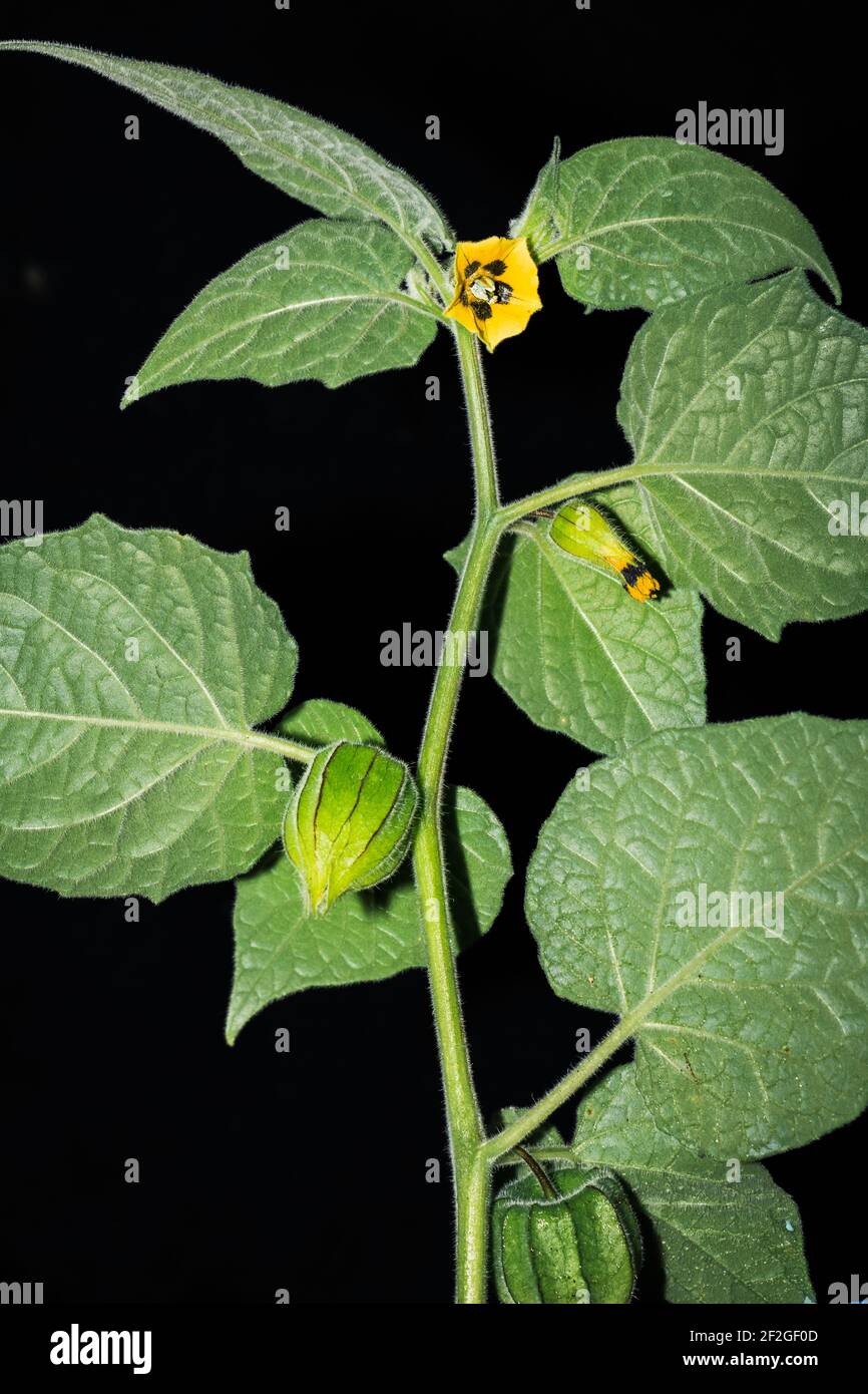 Purple Eggplant (Solanum melongena) flower growing, Uganda, Africa