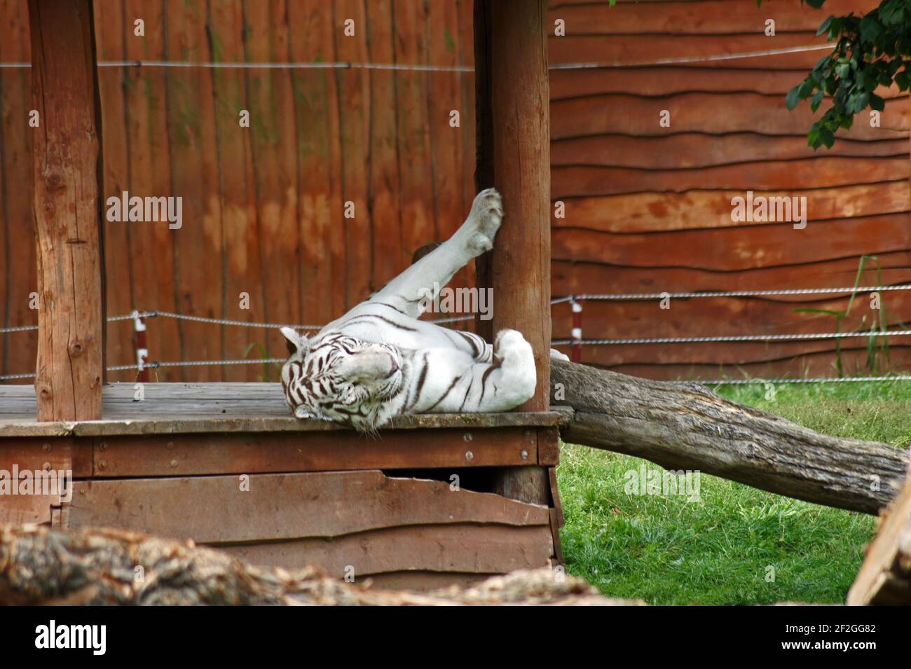Sleeping white tiger in animal sactuary Stock Photo