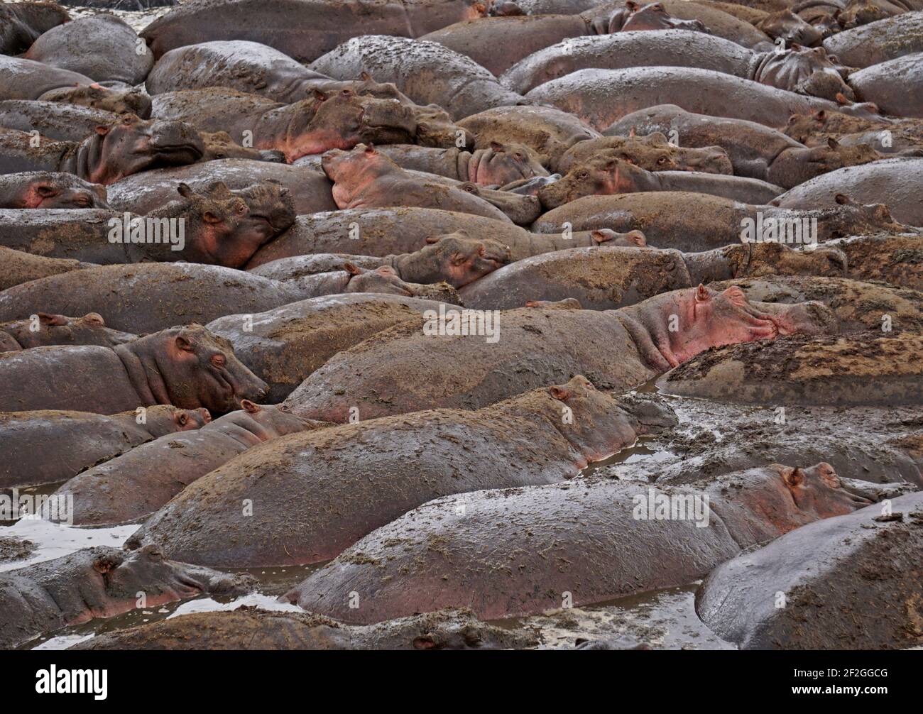 Cuddling hippos Stock Photo