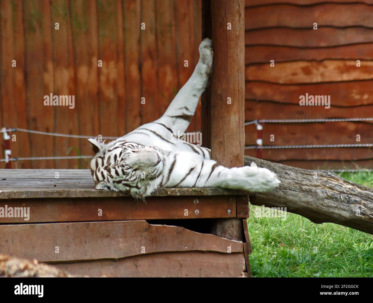 Sleeping white tiger in animal sactuary Stock Photo