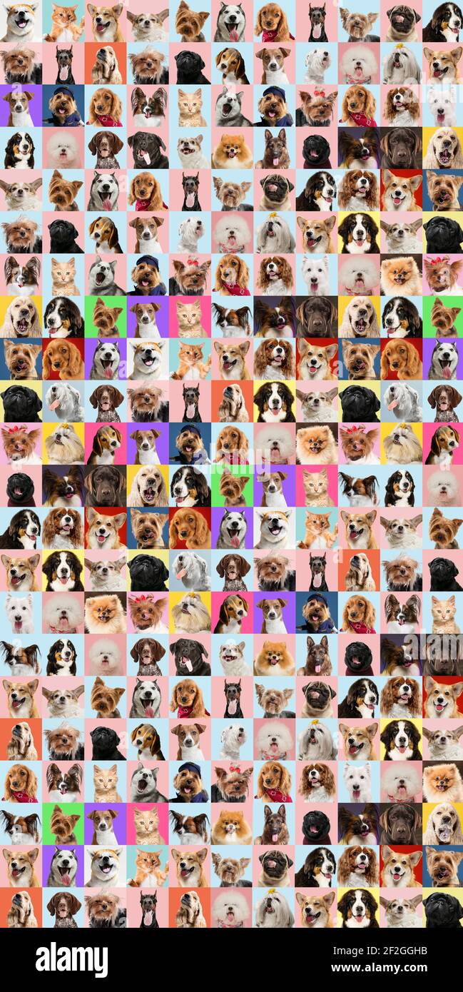 Stylish adorable dogs and cats posing. Cute pets happy. The different ...