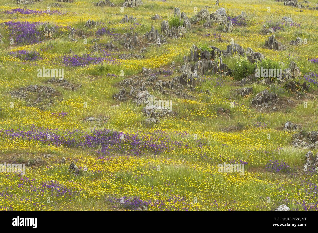 Spring Flowers after Winter Rains Extramadura, Spain PL001260 Stock Photo