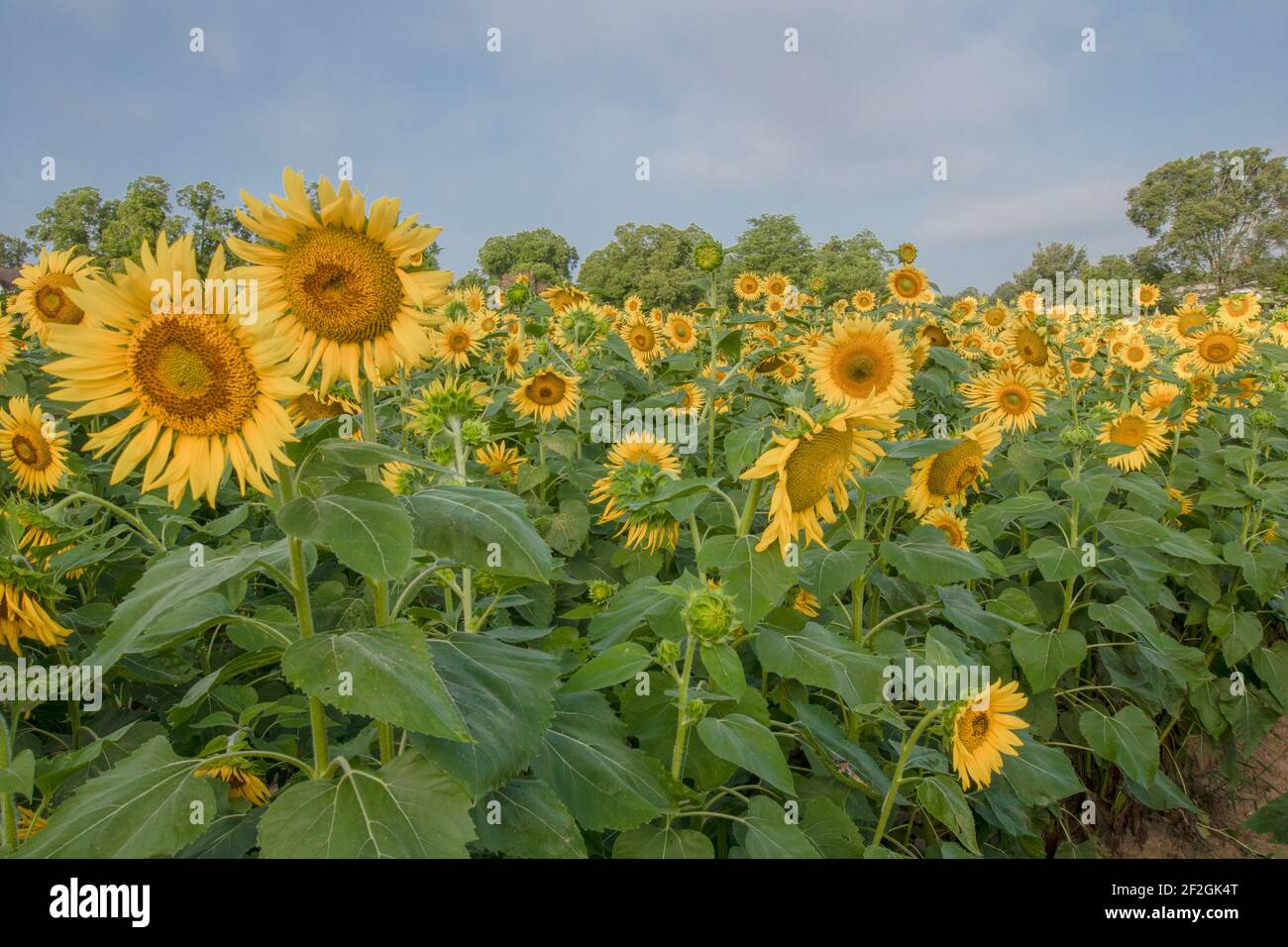 Early morning sunrise over a Sunflower field in Northeast Louisiana