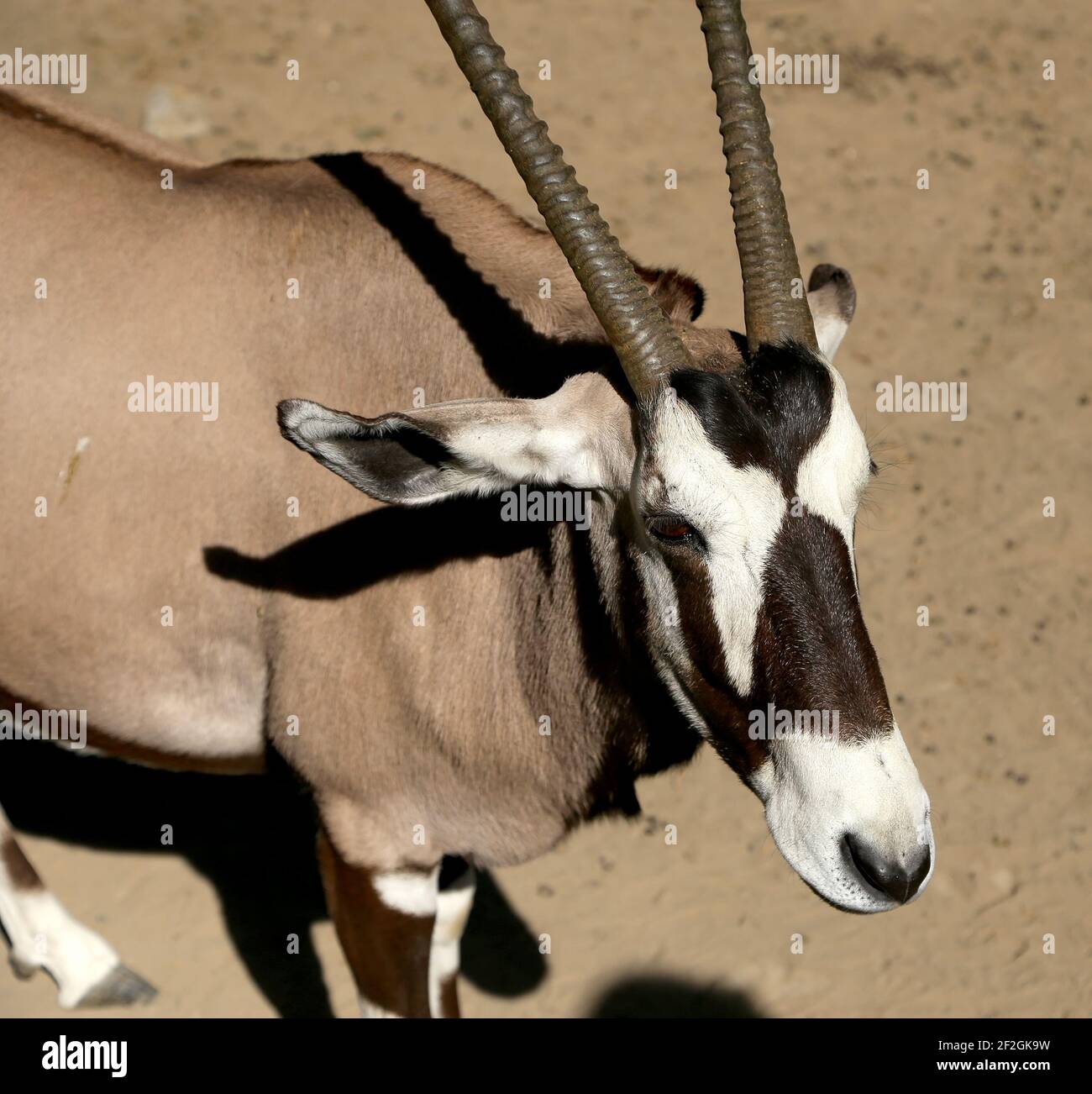 The gemsbok or gemsbuck (Oryx gazella) | Help Change The World. The Future  Of The County Is Now., image size:1300x1302