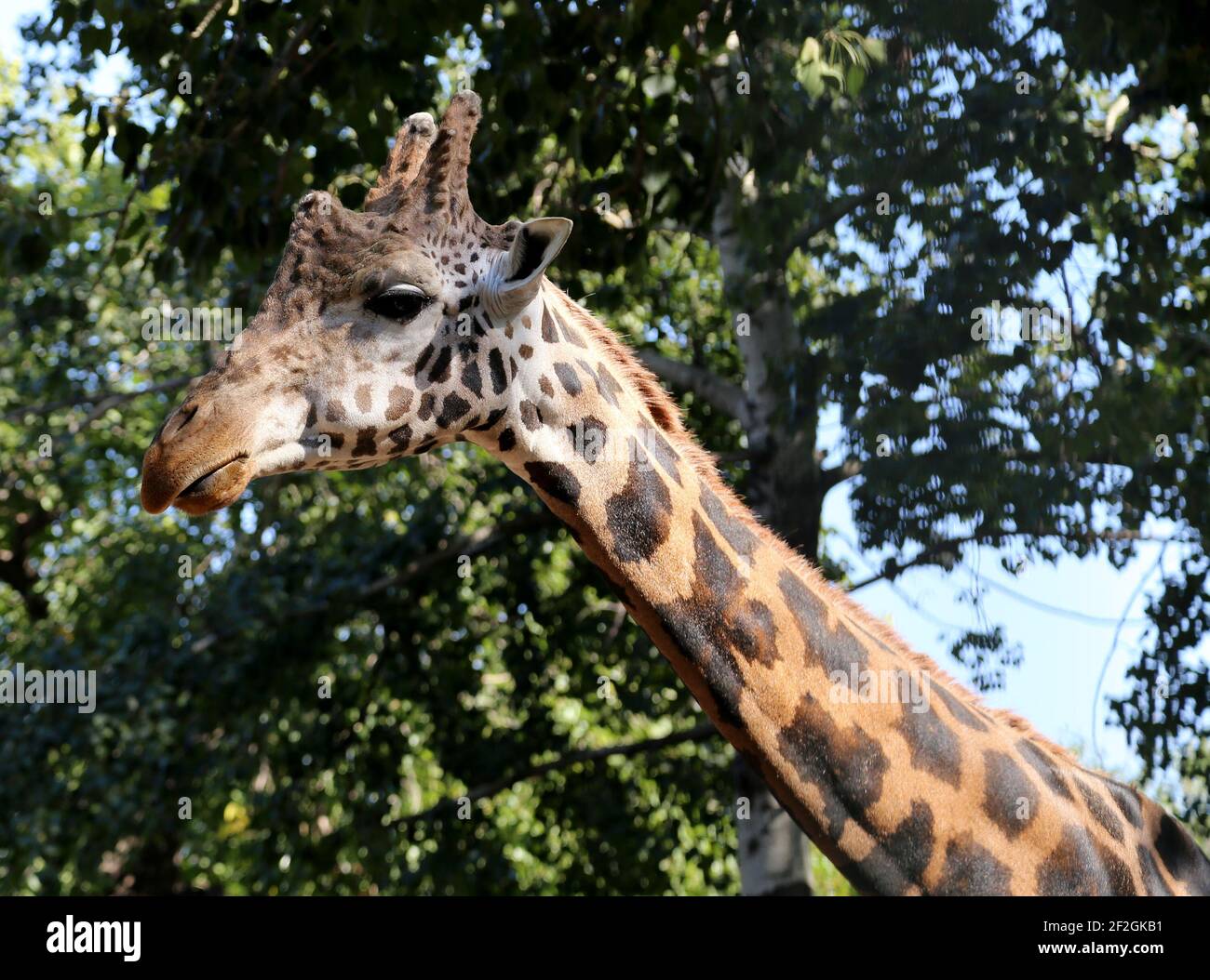 Nice young giraffe hi-res stock photography and images - Alamy