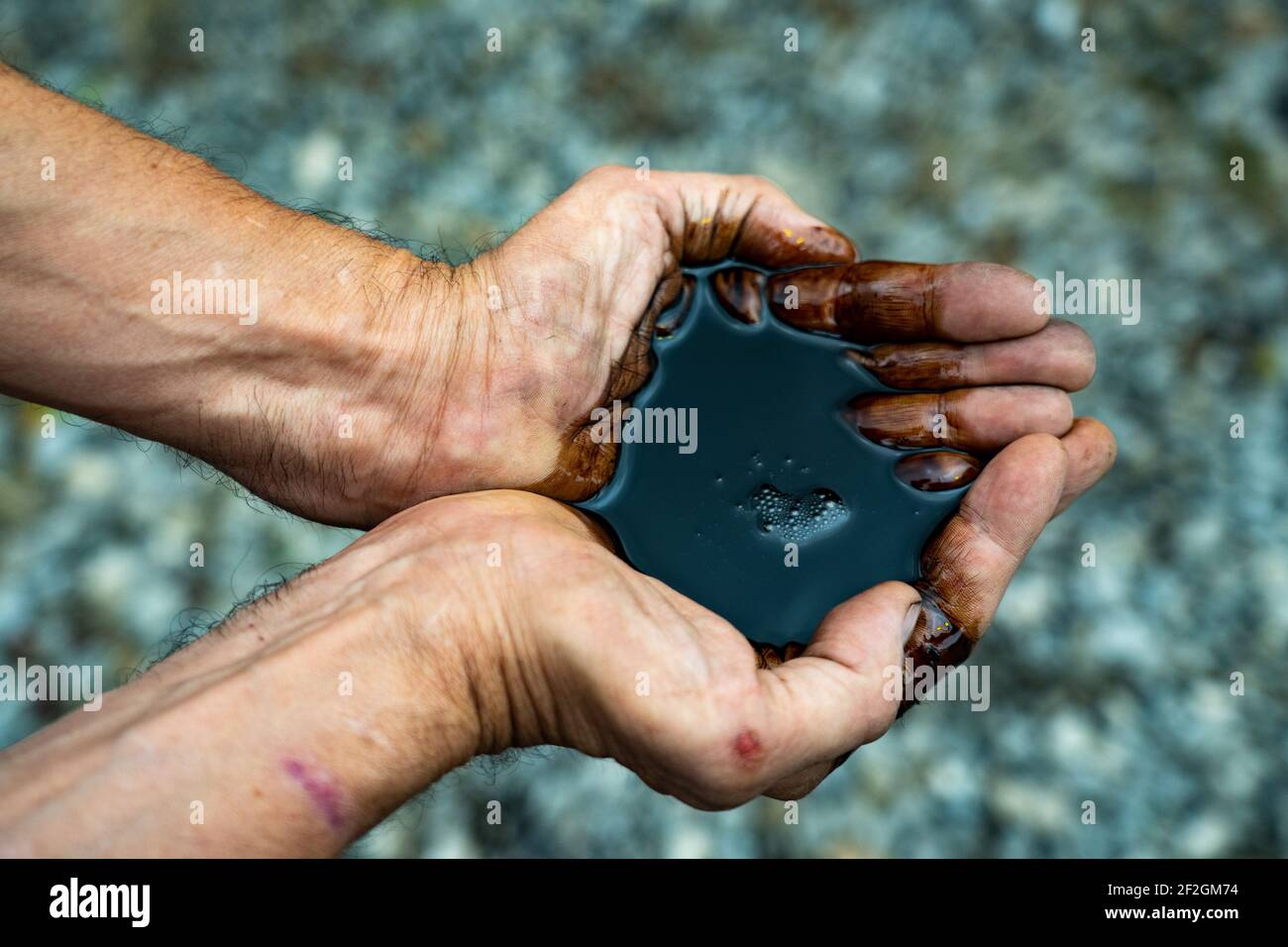 Mineral oil in the hands of man. Caucasian hands cupped with black rock-oil Stock Photo