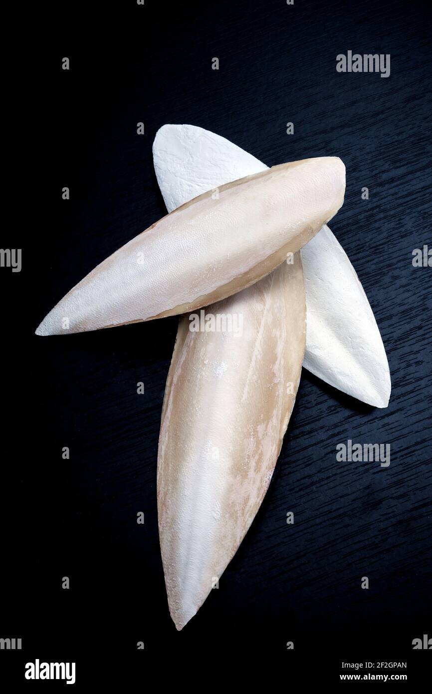 The internal shell or bone of dead cuttlefish. Cuttlefish bone on studio background. High quality photo Stock Photo