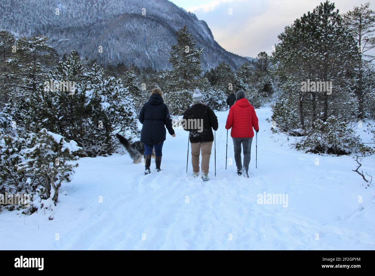 3 women on a walk in the Riedboden near Mittenwald, Europe, Germany, Bavaria, Upper Bavaria, Werdenfelser Land, winter, forest, leisure Stock Photo