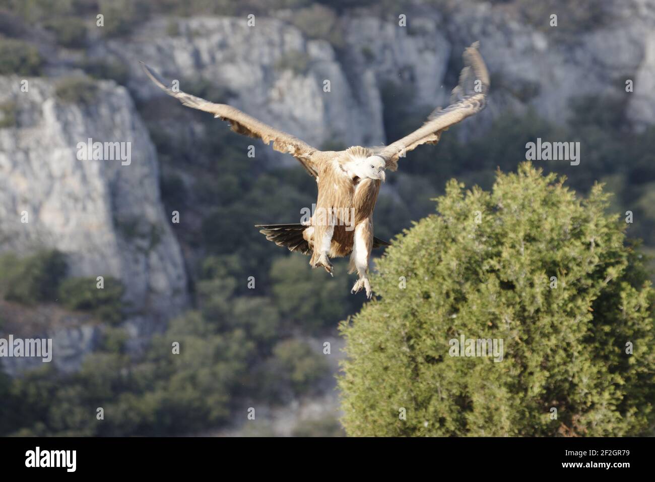 Griffon Vultures - Coming in to land at carcassGyps fulvus WWF Reserve - Refugio de Rapaces Segovia, Spain BI008940 Stock Photo