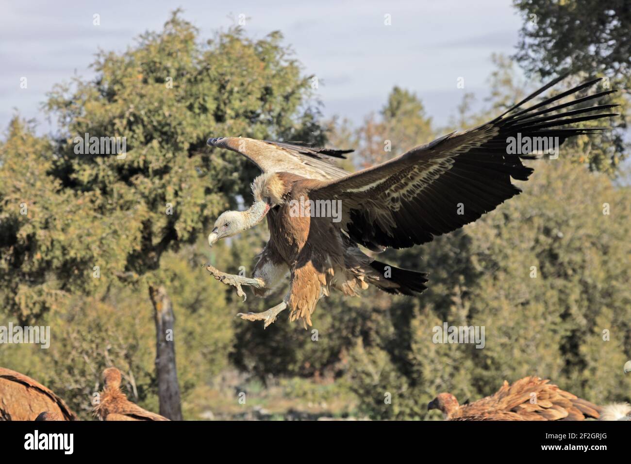Griffon Vultures - Coming in to land at carcassGyps fulvus WWF Reserve - Refugio de Rapaces Segovia, Spain BI008950 Stock Photo