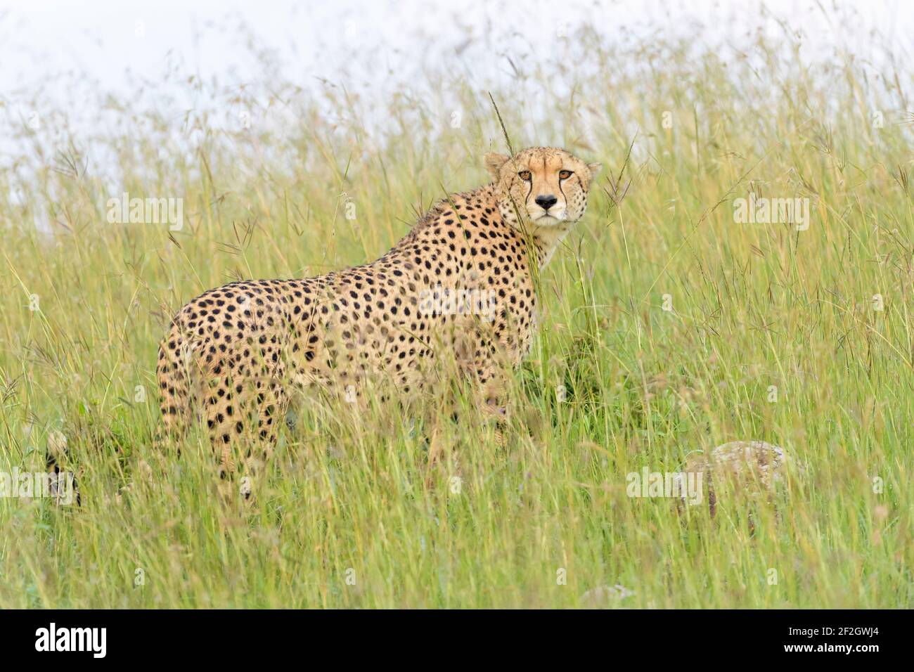 Cheetah (Acinonyx jubatus) standing in high grass, looking around, Masai Mara National Reserve, Kenya, Africa Stock Photo