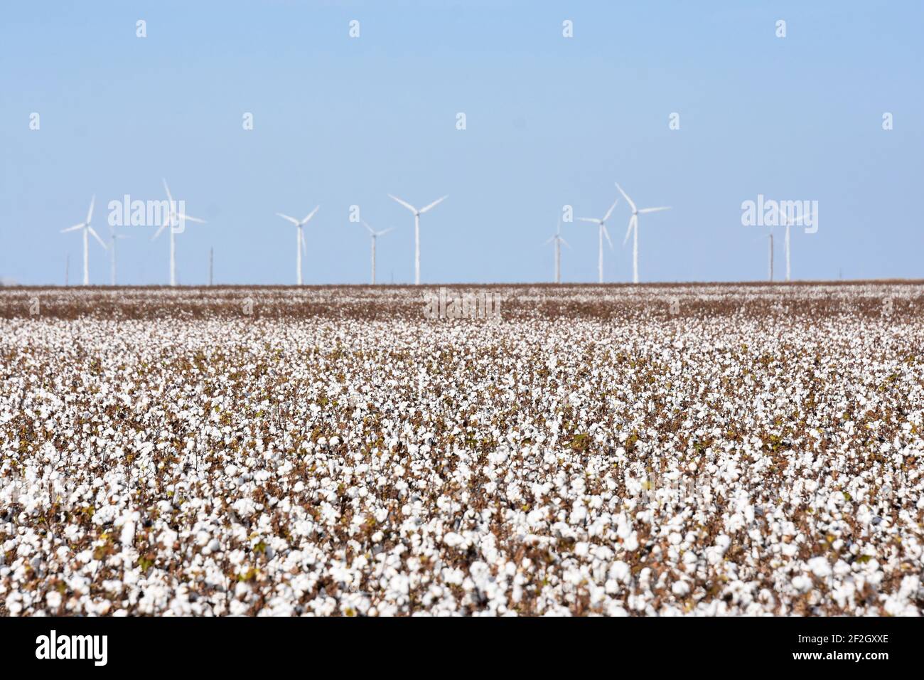 Cotton Farming, TEXAS, USA Stock Photo Alamy