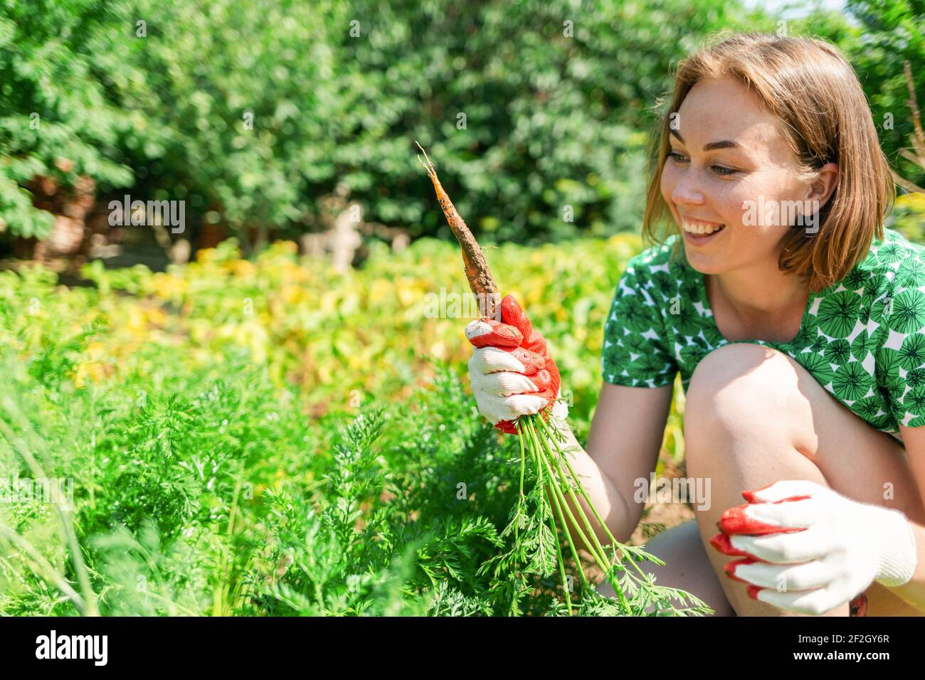 Caucasian young woman in gardening gloves, holding a bunch of freshly picked carrots and looking at it with a splint. Vegetation in the background.Con Stock Photo
