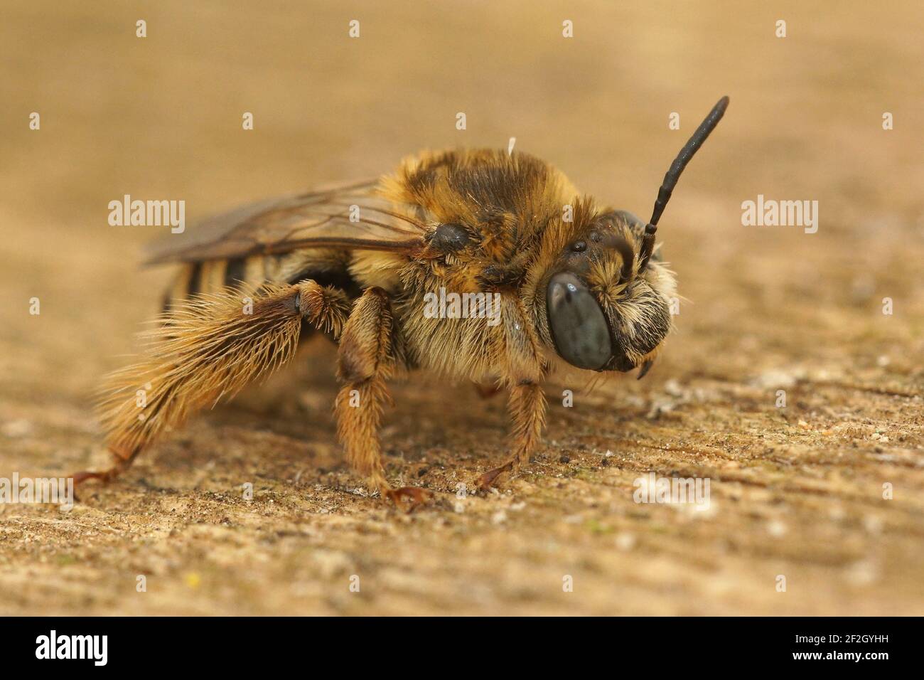 A macro shot a blue-eyed female solitary bee Tetralonia malvae on a Stock Photo