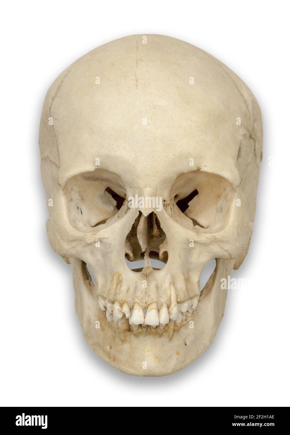 Anterior or front view of human skull cut out with soft drop shadow on white background. Stock Photo
