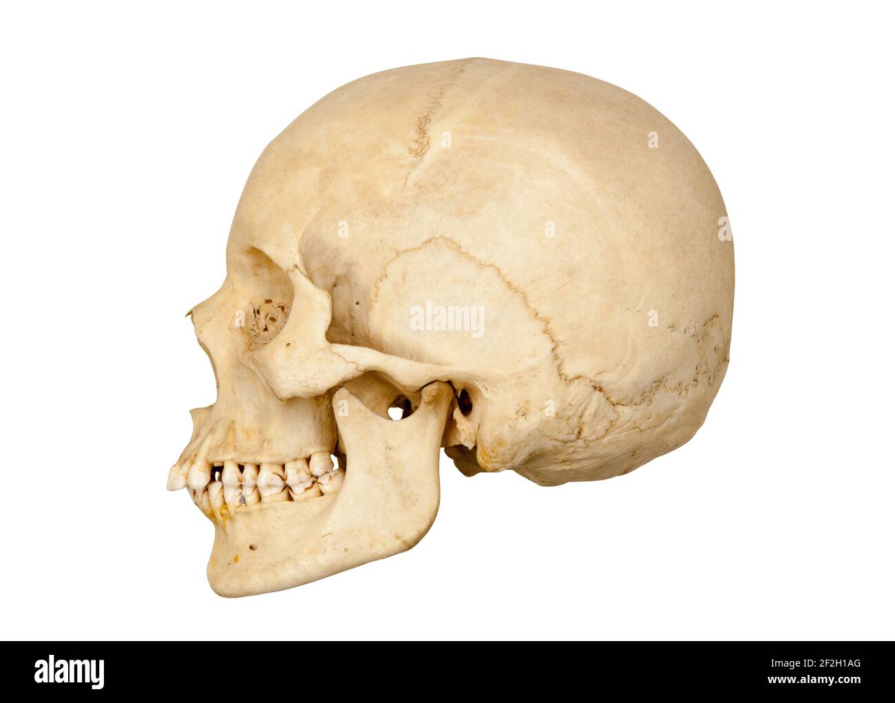 Sideways or profile view of left side of a human skull cut out on a white background. Stock Photo