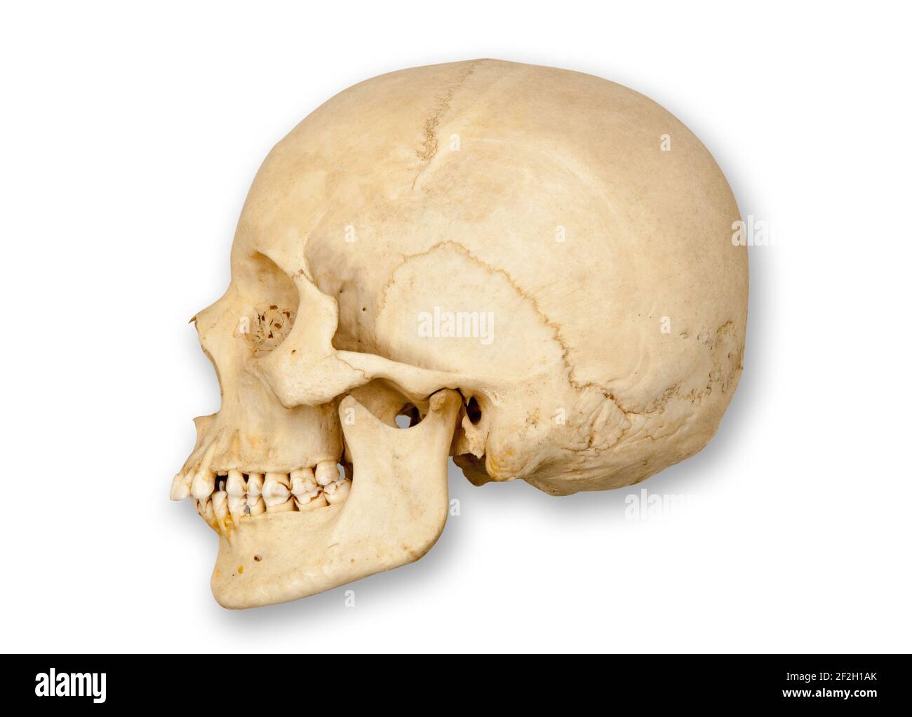 Sideways or profile view of left side of a human skull cut out with soft drop shadow on a white background. Stock Photo