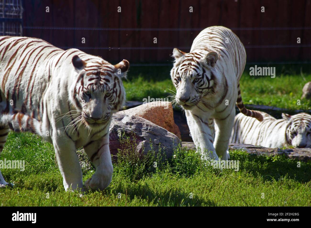 White tiger siblings Stock Photo - Alamy
