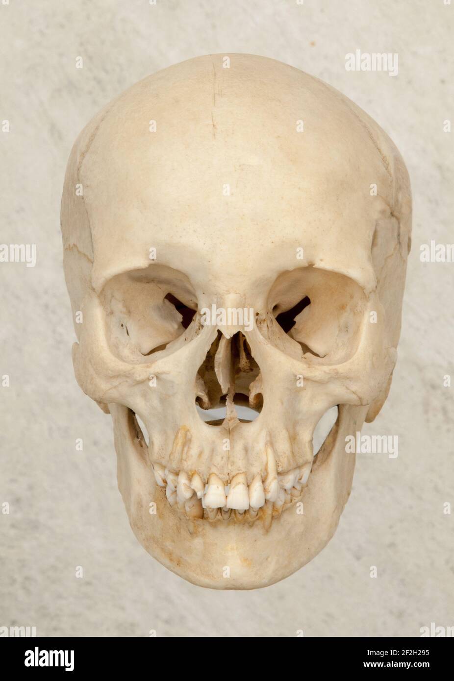 Anterior or front view of human skull on a neutral background. Stock Photo