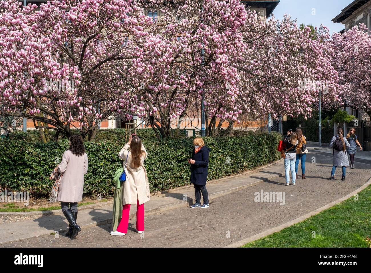Milan, Italy. 12th Mar, 2021. Milan, the splendor of the magnolias in bloom at the Renata Tibaldi gardens that are transformed into a photographic set for the delight of tourists and Milanese. Editorial Usage Only Credit: Independent Photo Agency/Alamy Live News Stock Photo
