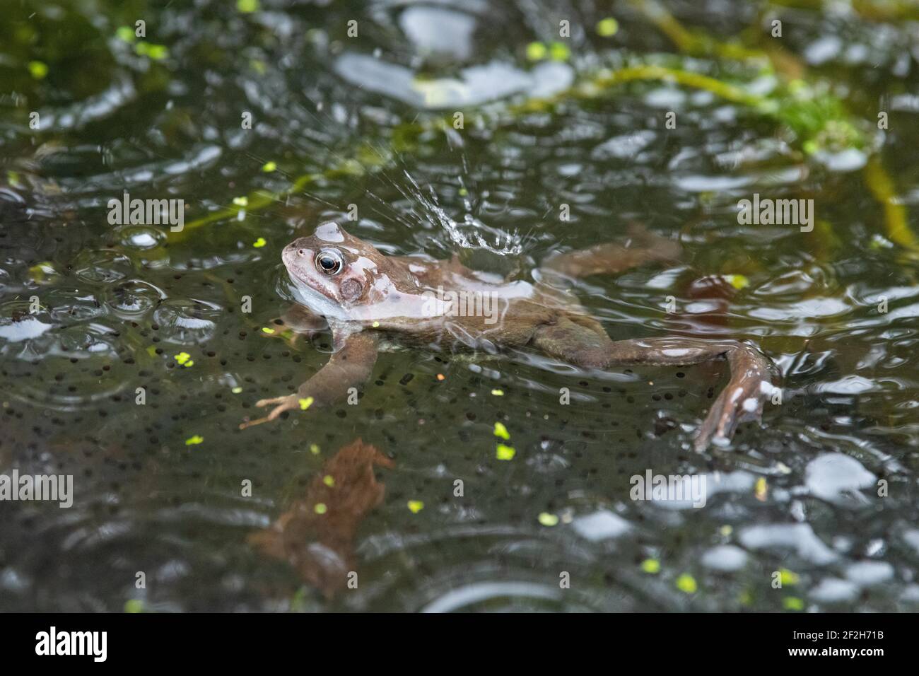 frog in rain surrounded by frogspawn in garden pond - Scotland, UK Stock Photo