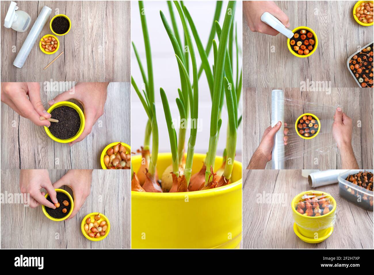 Step by step growing green onions at home. Hands plant fresh vegetables