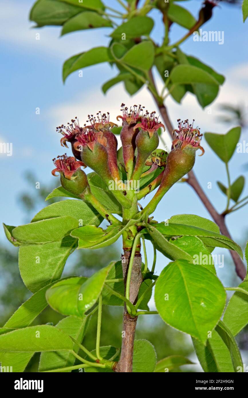 Cluster of newly formed small Bartlett pears at the tip of a twig, sky background Stock Photo
