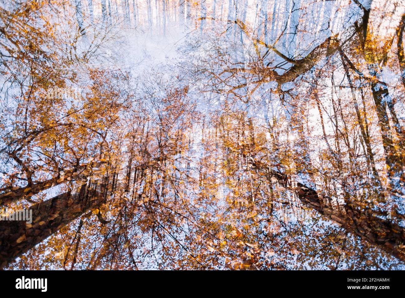 Deciduous forest, fall foliage, double exposure Stock Photo - Alamy