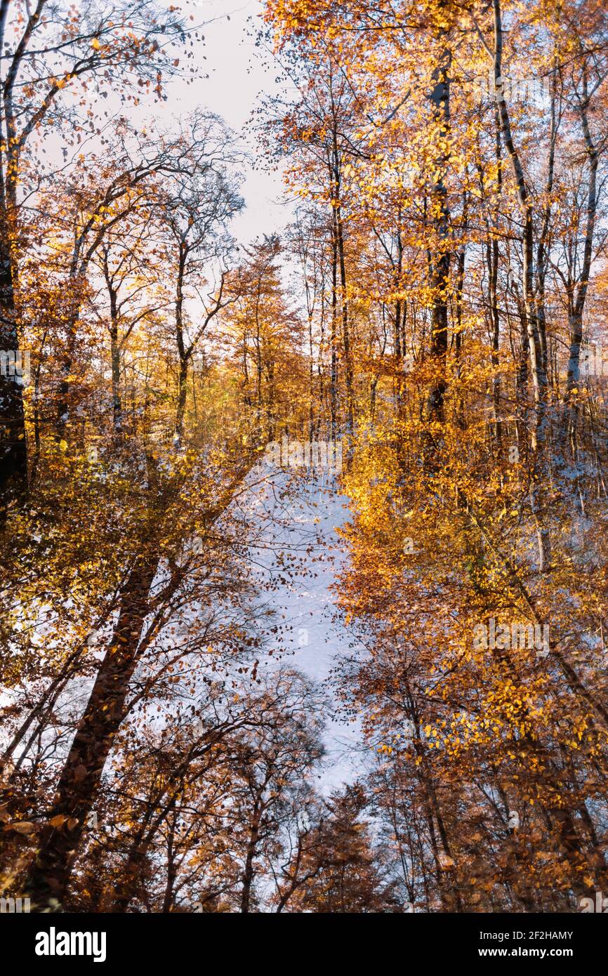 Deciduous forest, fall foliage, double exposure Stock Photo - Alamy