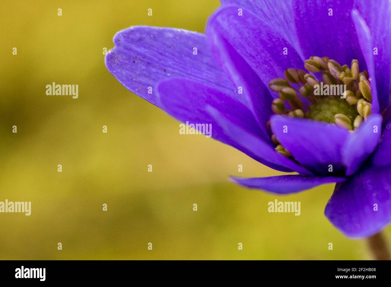 Purple flowering Anemone blossom against green background for copy space, extreme close up Stock Photo